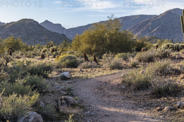 Hiking trail passes a variety of native cacti at the White Tank Mountain Regional Park in Phoenix,