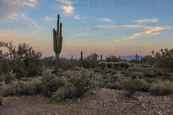 Silhouette of saguaro (Carnegiea gigantea) cacti on the evening sky at the White Tank Mountain