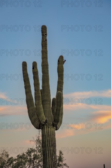 Silhouette of saguaro (Carnegiea gigantea) cacti on the evening sky at the White Tank Mountain