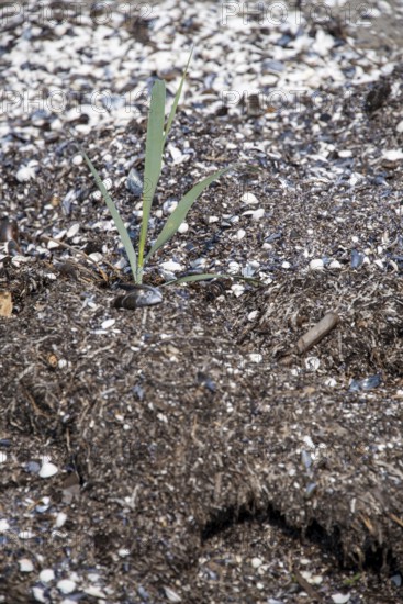 Close-up of a solitary plant in sandy soil, surrounded by mussel shells, Prerow,