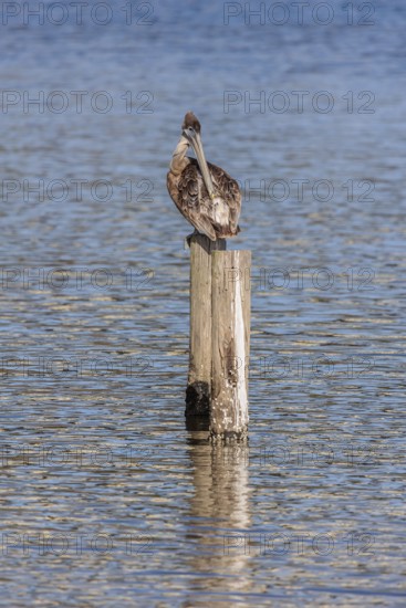 Juvenile brown pelican (Pelecanus occidentalis) perched on a wood piling in Alabama, USA