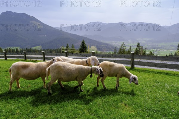 Sheep on the Schwarzenbergalm, Schwarzenberg near Hundham, Leitzachtal, Upper Bavaria, Bavaria,