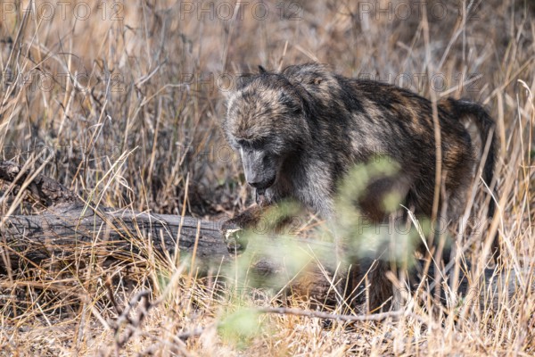 Bear baboon (Papio ursinus), adult, in dry grass, foraging, Kruger National Park, South Africa