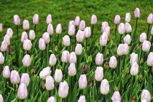 Pink tulips (Tulipa) in a flower bed, Keukenhof Gardens, Lisse, Bollenstreek, South Holland,