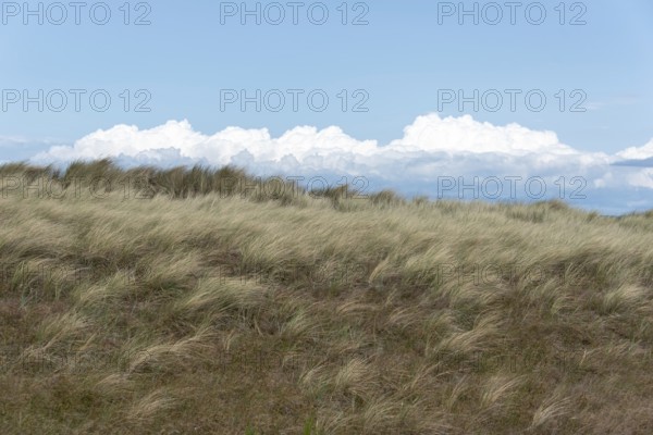 A strong wind blows over the dunes of the Baltic Sea coast, mighty cumulus clouds pile up in the