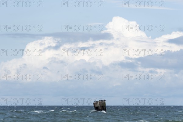 Concrete plinth protruding from the Baltic Sea, several seabirds have settled on it, Prerow,