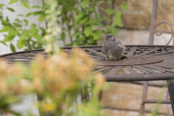A redstart (Phoenicurus ochruros), young bird, sitting on a metal table in the garden, Hesse,