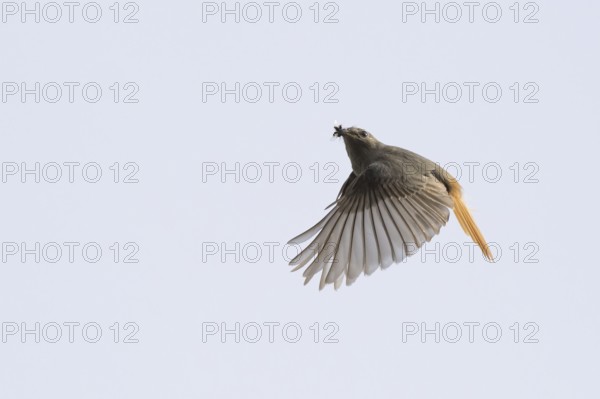 A female black redstart (Phoenicurus ochruros) flies with outstretched wings in the blue sky,