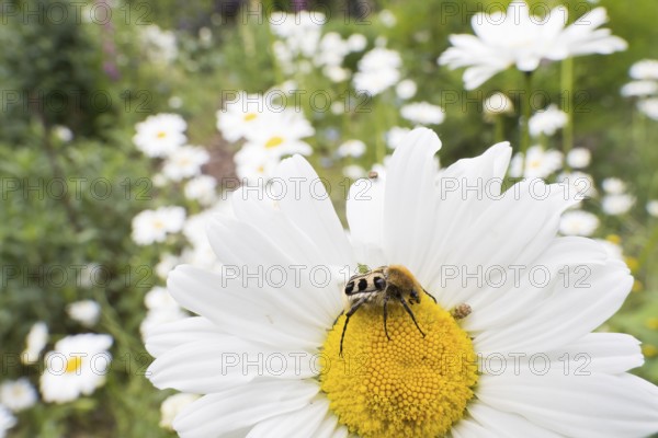 A Bee beetle (Trichius gallicus) sitting on the yellow centre of a daisy flower, Hesse, Germany