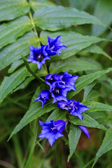 Swallowtail gentian, gentiana asclepiada, Gentianaceae at Magdalena Neuner Weg Krepelschrofen,