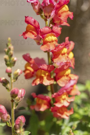 Colourful snapdragon flowers (Antirrhinum) in the sunlight in the garden, Ternitz, Lower Austria,