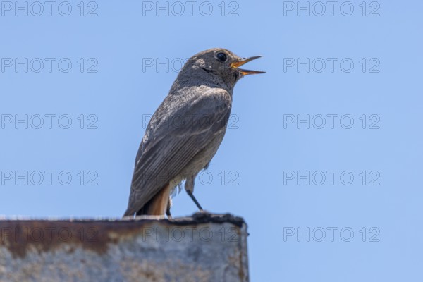 Female redstart (Phoenicurus) sitting on a ledge and singing against a blue sky Ternitz, Lower