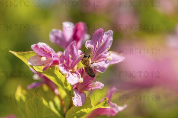 Bee (Apis) sitting on pink flowers of the Weigela (Weigela) in the sunlight, Ternitz, Lower