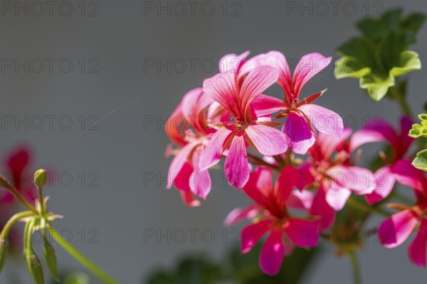 Pink pelargonium flowers (Pelargonium) with green leaves against a neutral background, Ternitz,