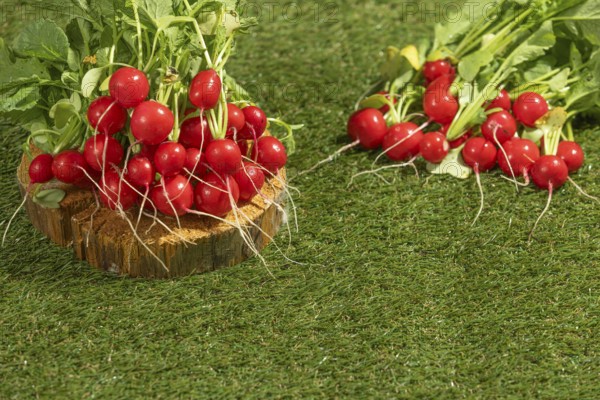 Fresh radish bunches draped on wood and green meadow