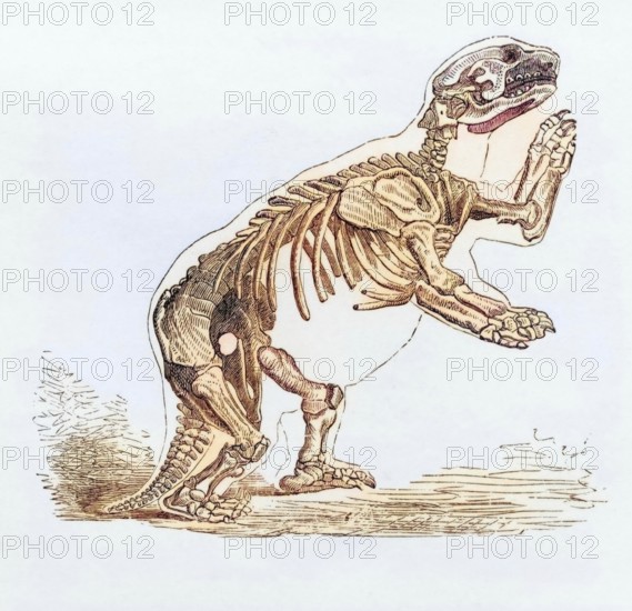 Skeleton of Mylodon Darwinii from the book Journal of Researches by Charles Darwin, also known as