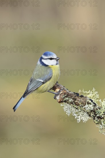 Blue tit (Parus caeruleus), sitting on a branch overgrown with reindeer lichen (Cladonia
