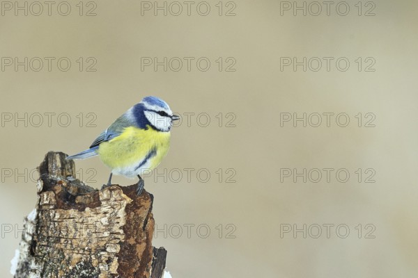 Blue tit (Parus caeruleus), sitting on dead wood in the forest, Wilnsdorf, North Rhine-Westphalia,
