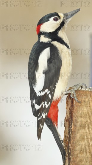 Great spotted woodpecker (Dendrocopos major), male, sitting on a fence post in the garden,