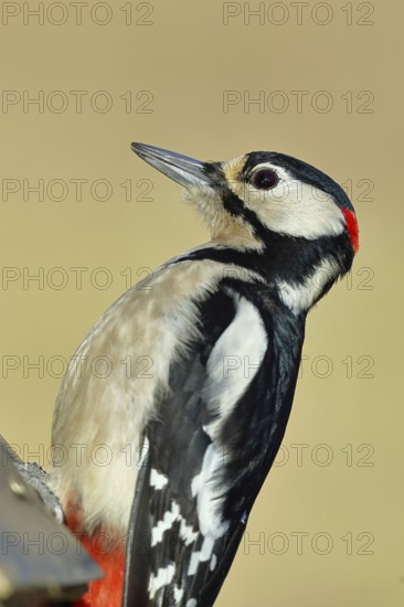 Great spotted woodpecker (Dendrocopos major), male, sitting on a fence post in the garden, animal
