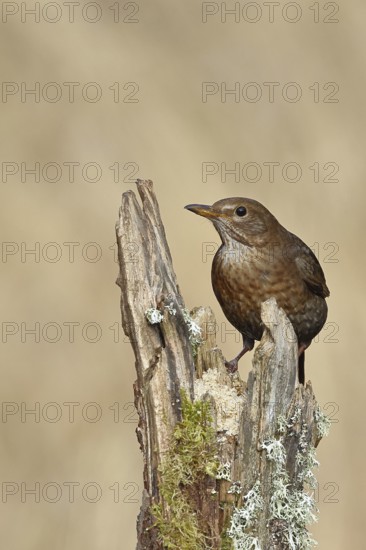 Blackbird (Turdus merula), female, sitting on an old tree stump in the forest, Wilnsdorf, North