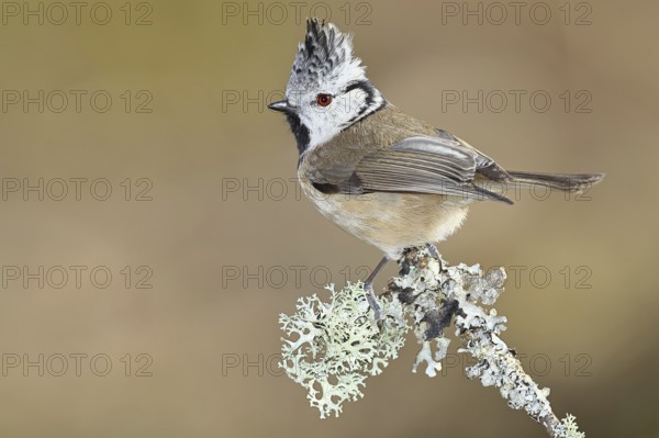 Crested Tit (Lophophanes Scalloped ribbonfish), on a branch overgrown with lichen, Wilnsdorf, North