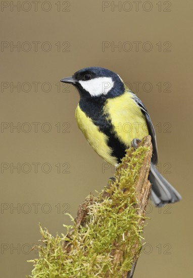 Great tit (Parus major), sitting on moss-covered dead wood, Wilnsdorf, North Rhine-Westphalia,