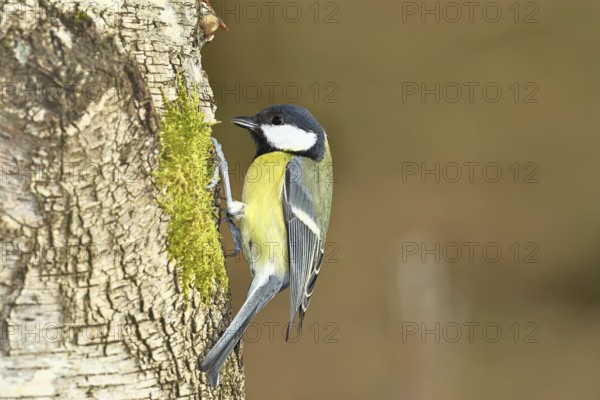 Great tit (Parus major), sitting on moss-covered dead wood, Wilnsdorf, North Rhine-Westphalia,