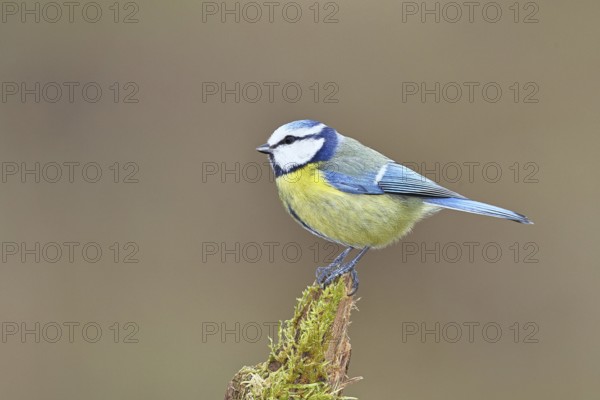 Blue tit (Parus caeruleus), sitting on moss-covered dead wood, Wilnsdorf, North Rhine-Westphalia,