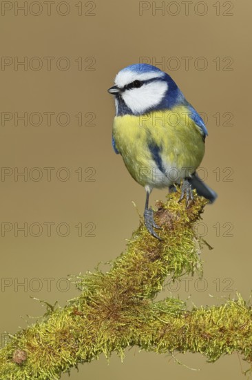Blue tit (Parus caeruleus), sitting on moss-covered dead wood, Wilnsdorf, North Rhine-Westphalia,
