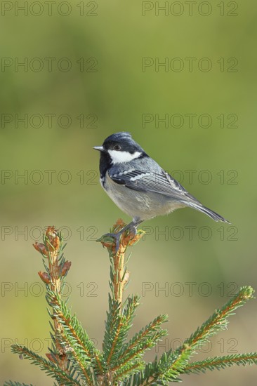 Fir tit (Parus ater), sitting on the top of a young spruce, European spruce (Picea abies),