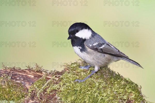 Fir tit (Parus ater), sitting on an old rotten branch covered with moss, Wilnsdorf, North