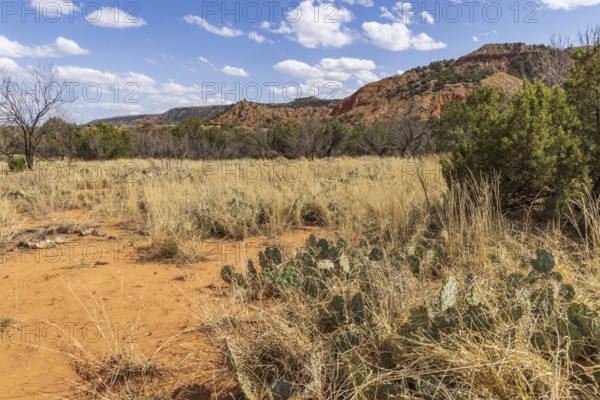 Layered rock formations rise up behind a field of grass, shrubs, and cactii at Palo Duro Canyon
