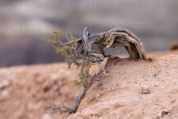 Sage brush plant growing from the dry earth at Little Painted Desert County Park near Winslow,