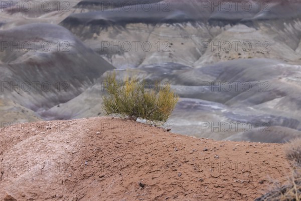 Sage brush with exposed root system hanging on to the dry earth at Little Painted Desert County