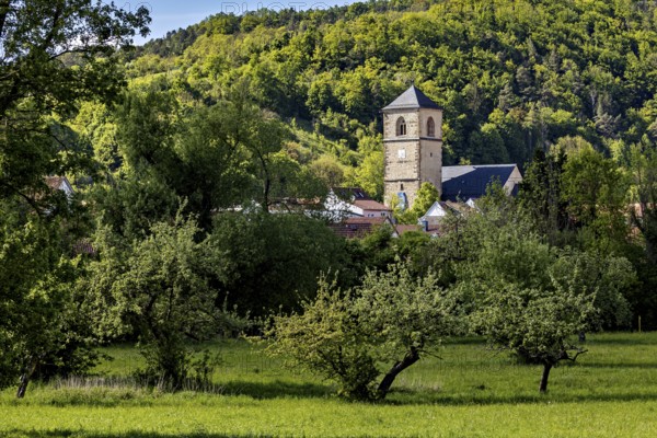 Three large trees in a meadow, in the background the steeple of a village, The steeple of the