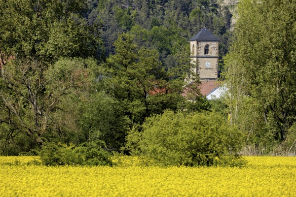 A village is dominated by a church tower, in the foreground a large yellow field, The church tower