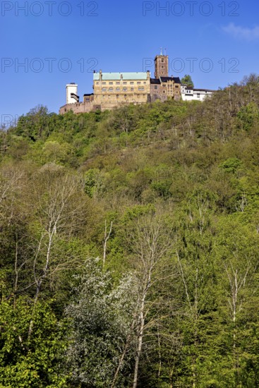 Castle on a high, wooded hill under a clear sky, Wartburg Castle near Eisenach in Thuringia