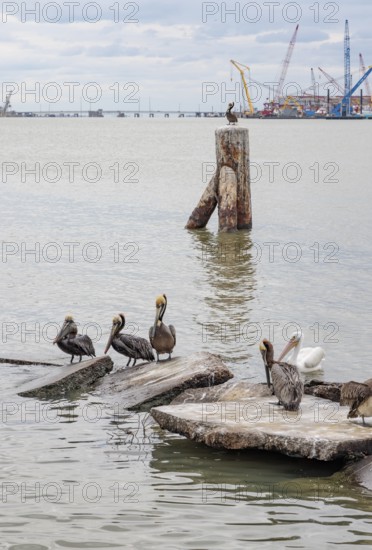 Brown Pelicans (Pelianus occidentalis) on concrete slabs and a steel bollard at the Port of