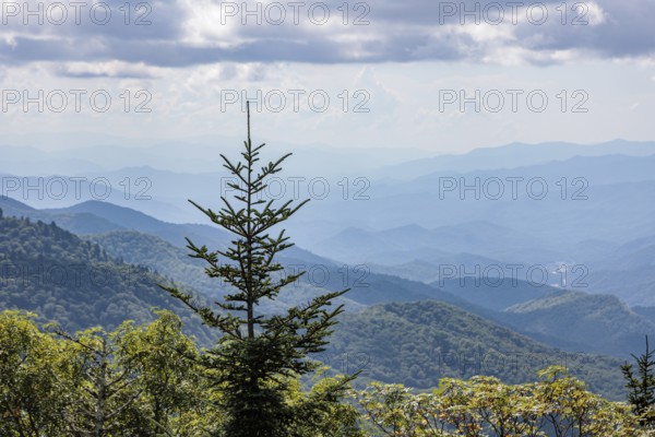 Pine tree silhoetted against a smoky haze over the foliage on the mountainsides along the Blue