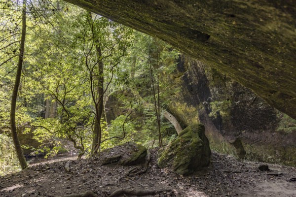 Twisted trees fighting for sunlight along a hiking trail through Dismals Canyon near Phil Campbell,