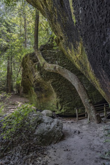 Twisted trees fighting for sunlight along a hiking trail through Dismals Canyon near Phil Campbell,