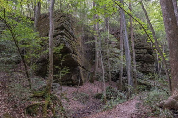 Trees growing between rock formations along a hiking trail through Dismals Canyon near Phil