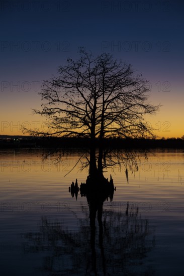 Cypress tree silhouetted against a deep blue and orange sky at sunset on Lake Seminole at the Corps