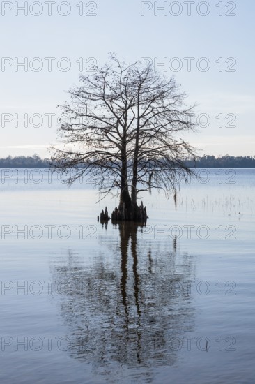 Cypress tree silhouetted against a clear blue sky in Lake Seminole at the Corps of Engineers