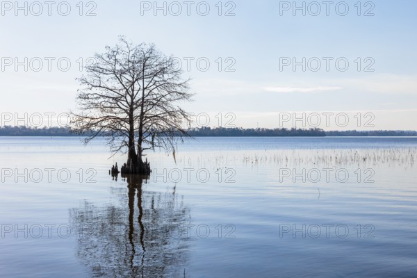 Cypress tree silhouetted against a clear blue sky in Lake Seminole at the Corps of Engineers