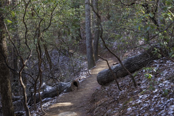 Log cut away from the Benton MacKaye Trail in the Chattahoochee National Forest near Blue Ridge,