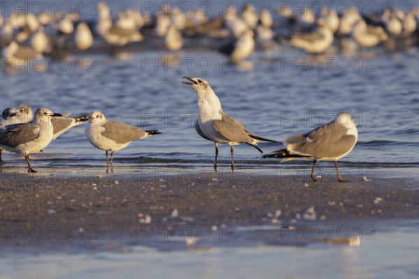 Seagulls wading at the waterline searching for food along the Mississippi Gulf Coast in evening