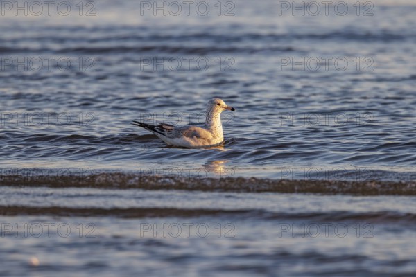 Seagull floating at the waterline searching for food along the Mississippi Gulf Coast in evening