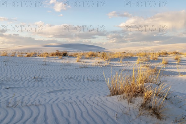 Desert grasses in flatter areas of the White Sands National Park in Alamogordo, New Mexico, USA